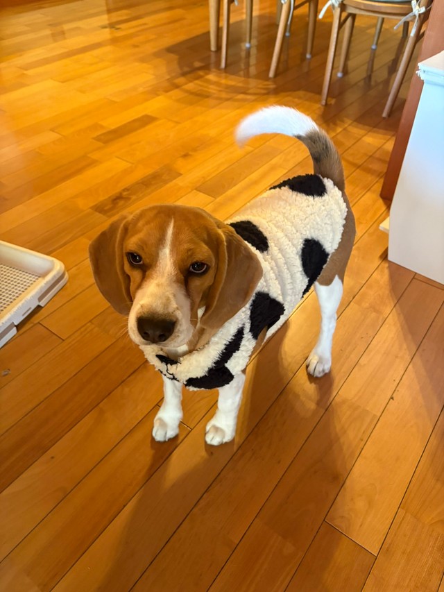 「牛コーデさせられて不満そう」なふてちゃん（提供：ふてぶてしい犬さん）