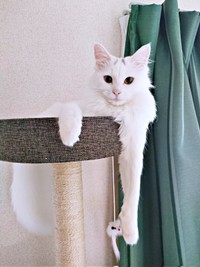 キャットタワーの上でくつろぐつくしちゃん（画像提供：あるくきくらげさん）