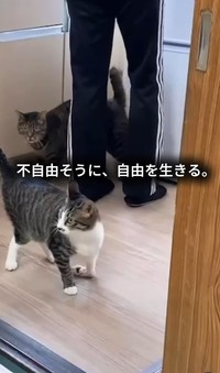「断脚した方がいい」と言われたことも（保護猫シェルター「はぐみぃハウス」さん提供、Instagramよりキャプチャ撮影）