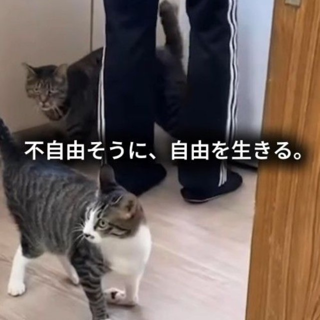 「断脚した方がいい」と言われたことも（保護猫シェルター「はぐみぃハウス」さん提供、Instagramよりキャプチャ撮影）