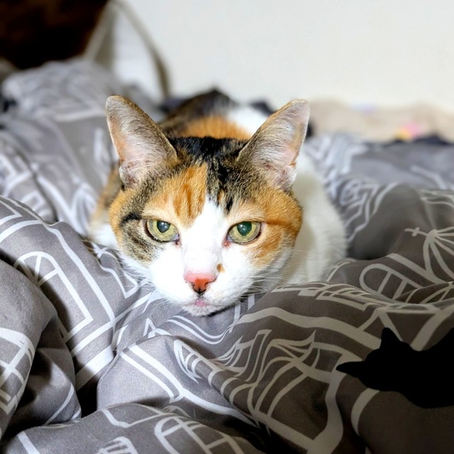 16歳現在、布団上でくつろぐトビ子ちゃん（画像提供：tobi8/8さん）