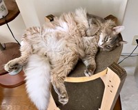 今にも落ちそう！？ へそ天でくつろぐ凛ちゃん（画像提供：石油王さん）