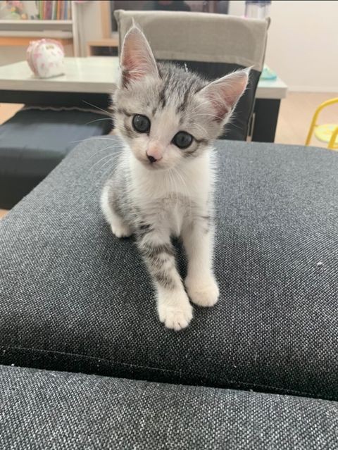 「なあに？」と小首を傾げるエアちゃん