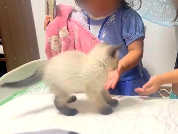 飼い主さん家族の一員になったステラちゃん（画像提供：葉山あかね 2y 双子さん）