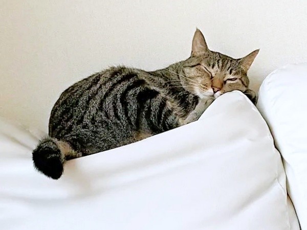 ソファの背もたれ上ですやすや眠る茶さん（画像提供：MERRY and BRIGHTさん）