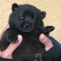 「子犬をお迎えします」←「えっ？こ、こぐま？」（画像提供：烏海さん）