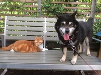 15歳で虹の橋を渡った黒柴のマックスちゃんとゴンちゃん（画像提供：こげめちゃん）