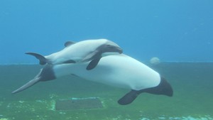 仙台うみの杜水族館　イロワケイルカの赤ちゃん死ぬ　