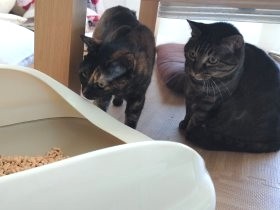 猫のオシッコだけ持って尿検査　システムトイレで採尿に挑戦