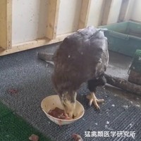（猛禽類医学研究所提供）
