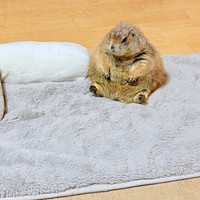 お尻をついてちょこんと座るこゆきちゃん（画像提供：こゆきさん）