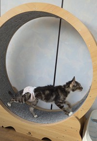 愛らしい「回転ドラム（キャットホイール）」を歩く姿で親しまれてきたピーちゃん（「あみと天国のうずら」さん提供）