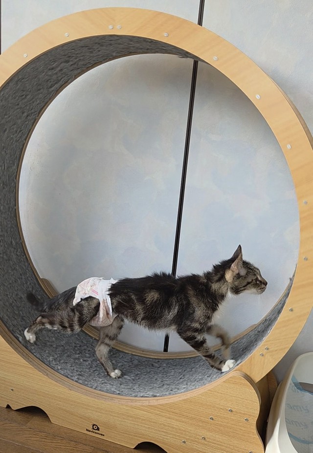 愛らしい「回転ドラム（キャットホイール）」を歩く姿で親しまれてきたピーちゃん（「あみと天国のうずら」さん提供）