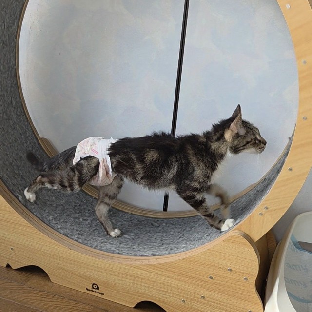 愛らしい「回転ドラム（キャットホイール）」を歩く姿で親しまれてきたピーちゃん（「あみと天国のうずら」さん提供）