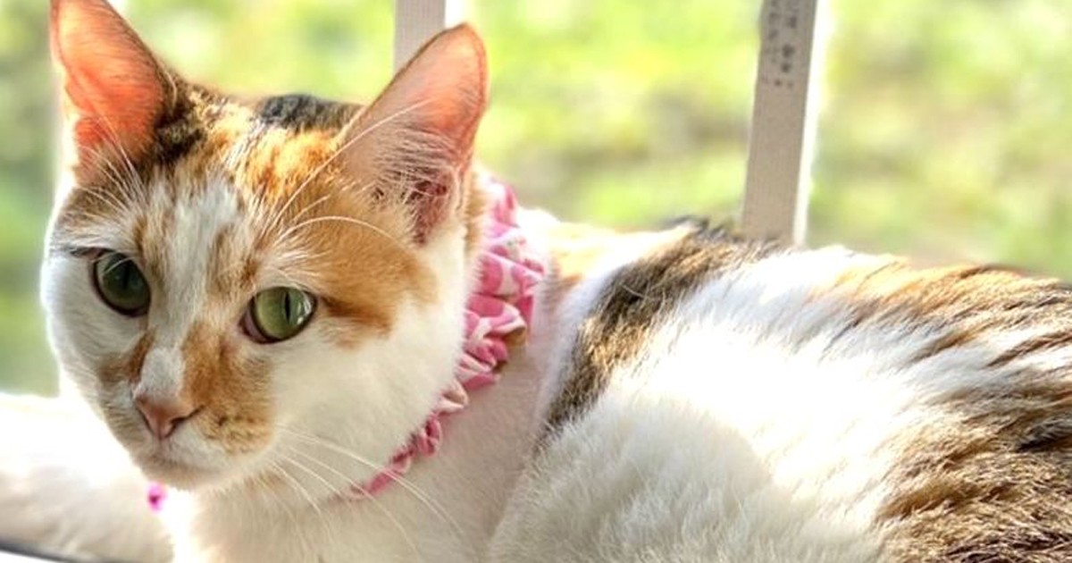 事故で前脚が曲がった子猫 にぎやかな家で妹のように可愛がられて幸せに 犬 猫との幸せな暮らしのためのペット情報サイト Sippo