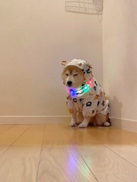 この日は「雨」が止んだため、苦手な「カッパ」は回避出来たそう（画像提供：柴犬ももさん）