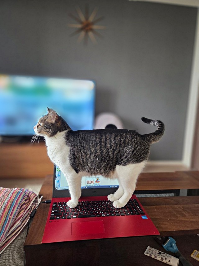 あまりにも神々しいポーズでキーボードの上に立つ猫さん 「美しい姿勢