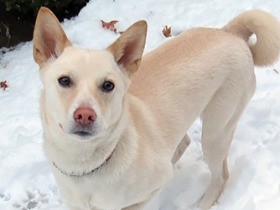 外の世界は緊張したけど、今ではだれからも愛される保護犬もも