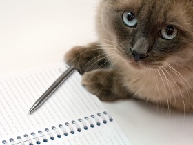 猫の気持ちや健康のひけつとは　猫の飼い主さんむけ講座を「ねこ医学会」が12日開催