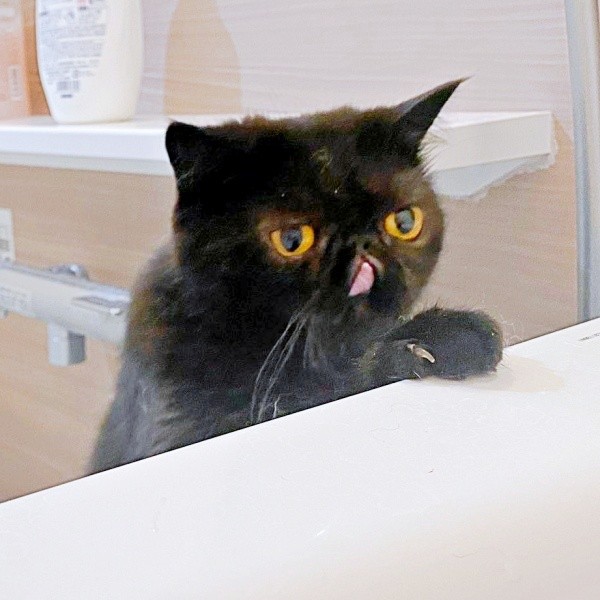 お風呂をのぞきこむかげちゃん（画像提供：こてつくんとかげつちゃん）