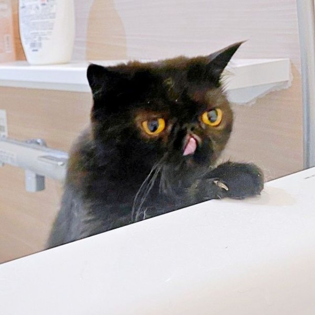 お風呂をのぞきこむかげちゃん（画像提供：こてつくんとかげつちゃん）