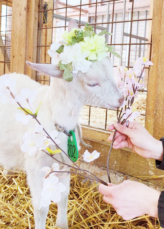 可愛くも神々しい、春仕様の子やぎさん（提供：やぎミルク専門店プティ・シェーヴル🐐さん）