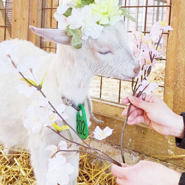可愛くも神々しい、春仕様の子やぎさん（提供：やぎミルク専門店プティ・シェーヴル🐐さん）