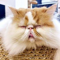 子猫に甘えられて困惑顔を披露したちくわくん（画像提供：猫カフェmfmf／横浜駅さん）