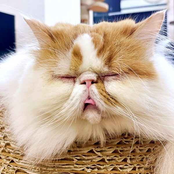 子猫に甘えられて困惑顔を披露したちくわくん（画像提供：猫カフェmfmf／横浜駅さん）