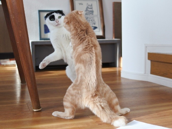 猫獣戯画。思わず見入っちゃう（mimoeさん提供）