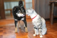 石橋さんからおやつのチュールをもらったときの様子。そら豆「よこどりせんでよ」、小豆「これはぼくのだよー」。そんな仲睦まじい２匹の会話が聞こえてきそう