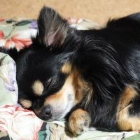 夢見る犬に悟りは訪れるか