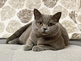 そろそろ寝ましょう　ブリティッシュショートヘア「ジャスミン」