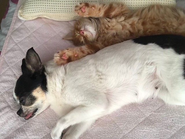 先住犬のチワワと仲良くお昼寝