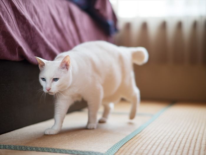 「畳でお昼寝しようと思ったら、小さいクモがいた！」（小林写函撮影）