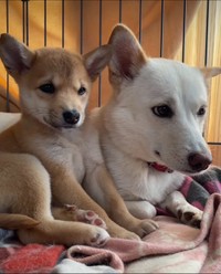 きょうだい犬はみんな譲渡され、お母さんを独り占めしていた頃のふぅちゃん