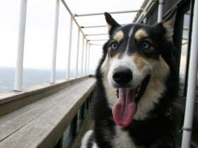 映画『犬部！』を見て思う　保護犬猫の問題や愛犬たちのこと