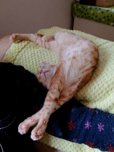 無防備な寝姿に家族もメロメロ…（提供写真）