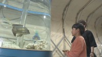 「市場水族館」が旧青果棟にオープン　リニューアル工事に伴い1000匹が“仮住まい”　香川・高松市