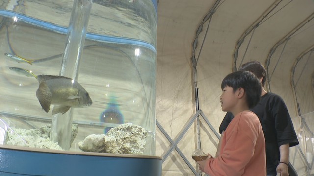 「市場水族館」が旧青果棟にオープン　リニューアル工事に伴い1000匹が“仮住まい”　香川・高松市