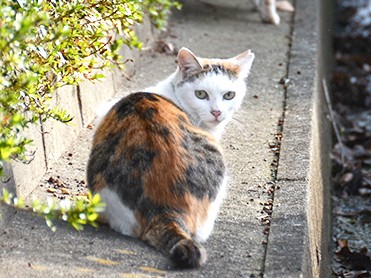不幸な野良猫を増やさないために… 各地で広がる取り組み