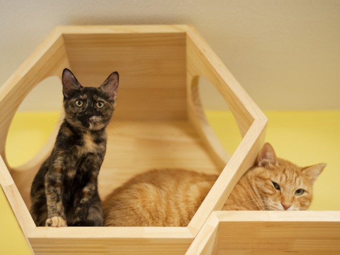 「茶トラの僕は蔵人（くろうど）。サビの私は斗売（とめ）といいます。古代ちっくな名前はすあまさんの趣味よ」（小林写函撮影）