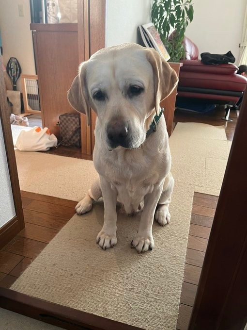 しょんぼりしたように見える狛子ちゃん（提供：ありんこりんこさん）