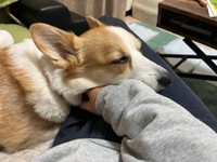 飼い主さんの手に顔をのせて甘える閣下くん（画像提供：閣下と下僕さん）