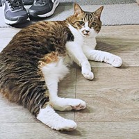 会社の看板娘になったちーちゃん（画像提供：ミヤモトナオキさん）