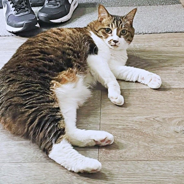 会社の看板娘になったちーちゃん（画像提供：ミヤモトナオキさん）