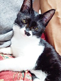 手厚いケアを受けて元気を取り戻したまぎちゃん（画像提供：hiro_8083さん）