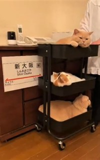 車内販売です。猫はいかが？（Twitterよりキャプチャ撮影）