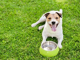 春から気をつけたい愛犬の脱水症　水や器を選ぶ時のポイントは