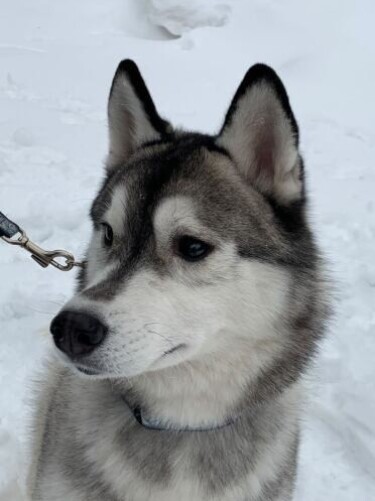 家にきたころの「バロン」